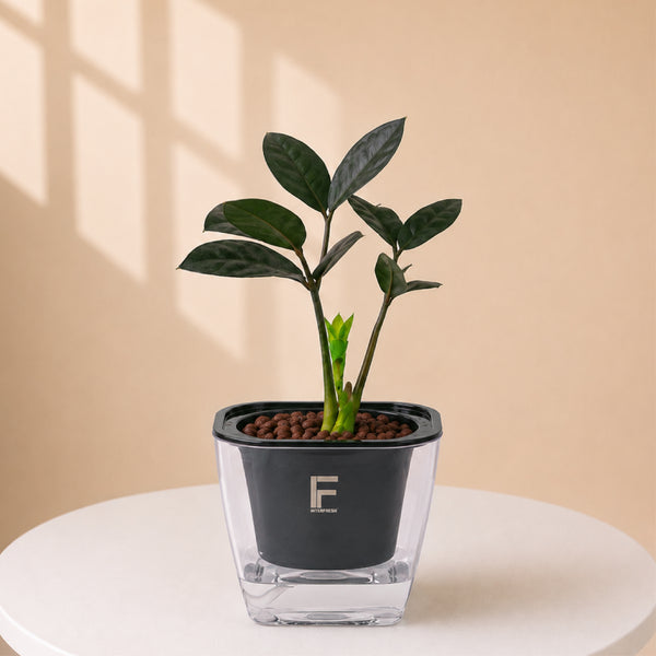 ZZ BLACK | Zamioculas zamifolia