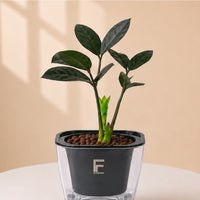 ZZ BLACK | Zamioculas zamifolia