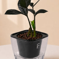 ZZ BLACK | Zamioculas zamifolia
