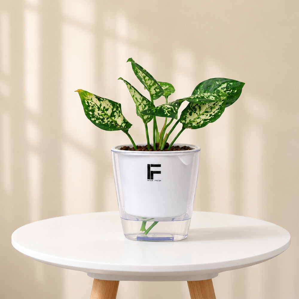 Aglaonema (Chinese Evergreen)
