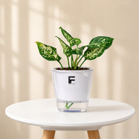 Aglaonema (Chinese Evergreen)