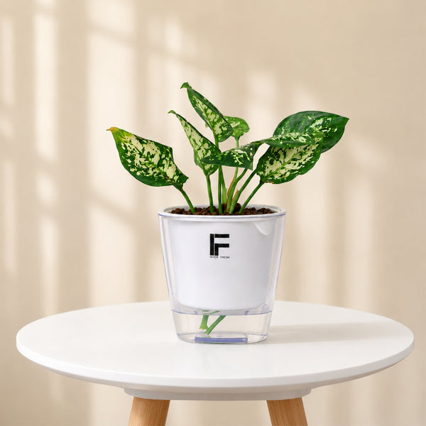 Aglaonema (Chinese Evergreen)