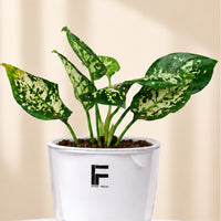 Aglaonema (Chinese Evergreen)
