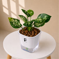Aglaonema (Chinese Evergreen)