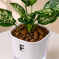 Aglaonema (Chinese Evergreen)