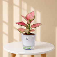 Anjamanee Pink