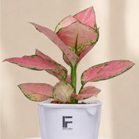 Anjamanee Pink