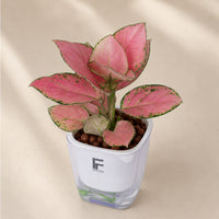 Anjamanee Pink