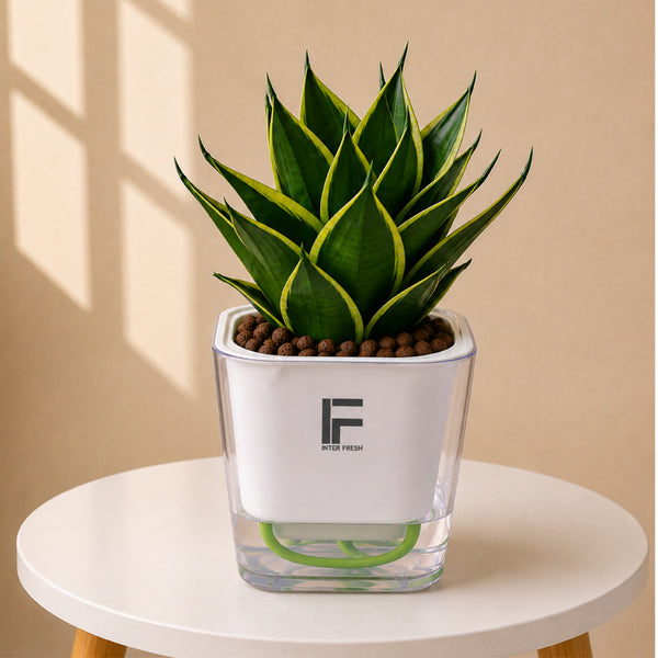 Golden Snake Plant