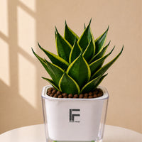 Golden Snake Plant