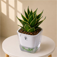 Golden Snake Plant