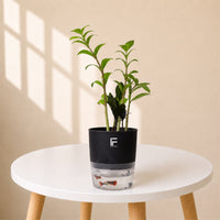 Dracaena Reflexa