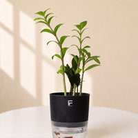 Dracaena Reflexa