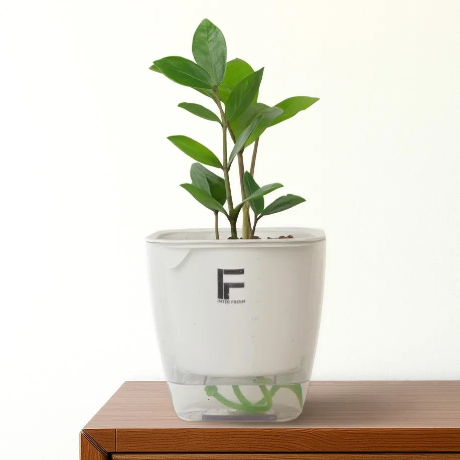 Aquarium Medium planter