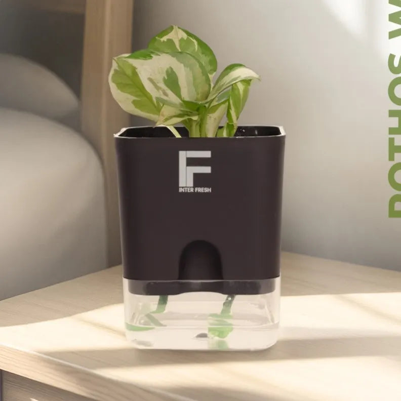 Square Pot planter